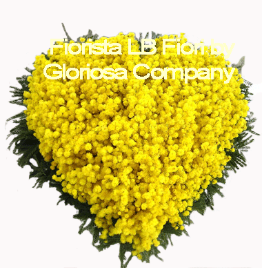 Cuore di sola Mimosa