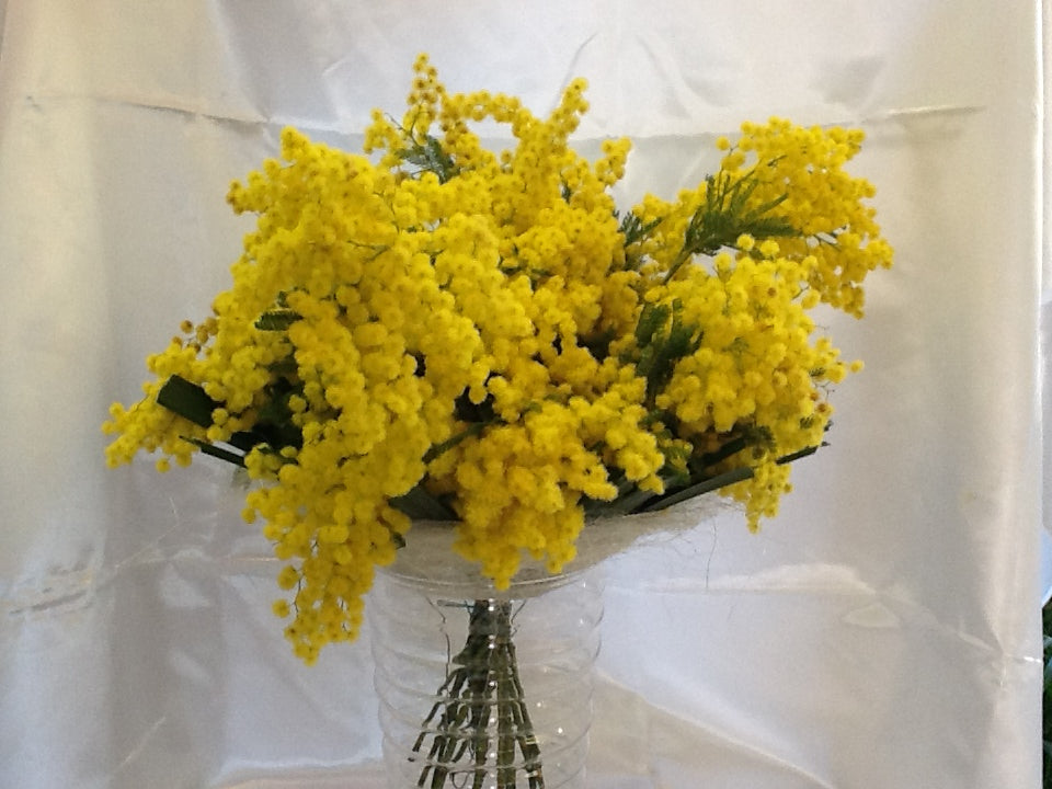 Mazzo di solo mimosa festa della donna
