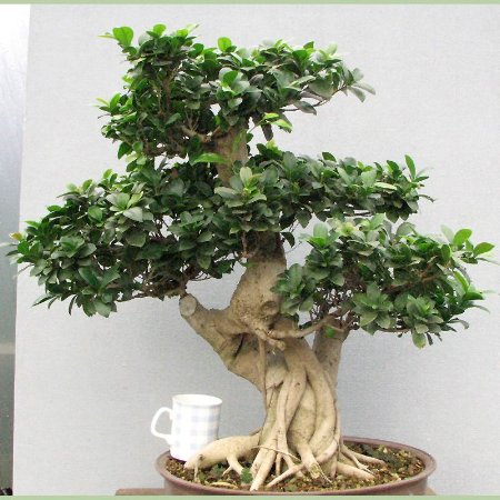 Pianta di Bonsai Ginseng