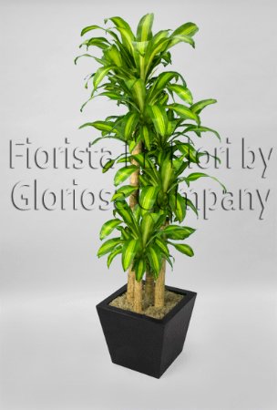Pianta di dracena a tronchetto 2 o 3 fusti