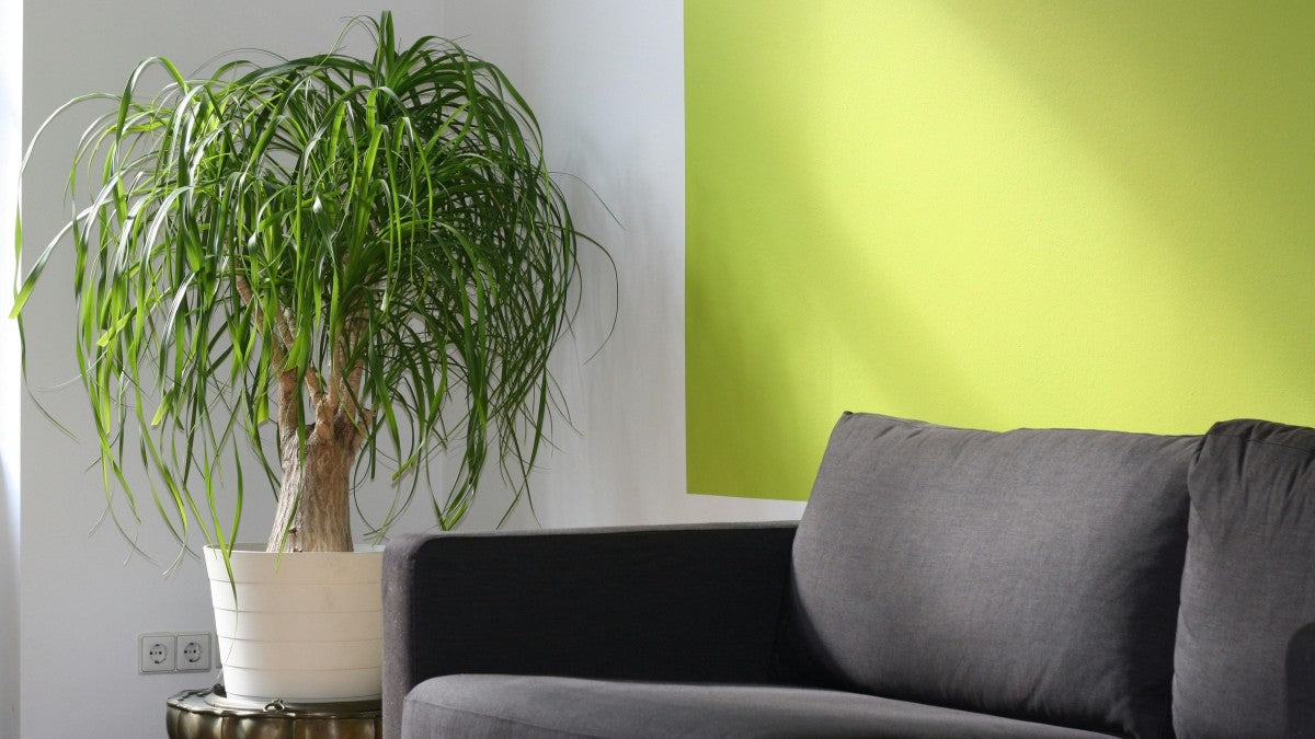 Pianta di Beaucarnea