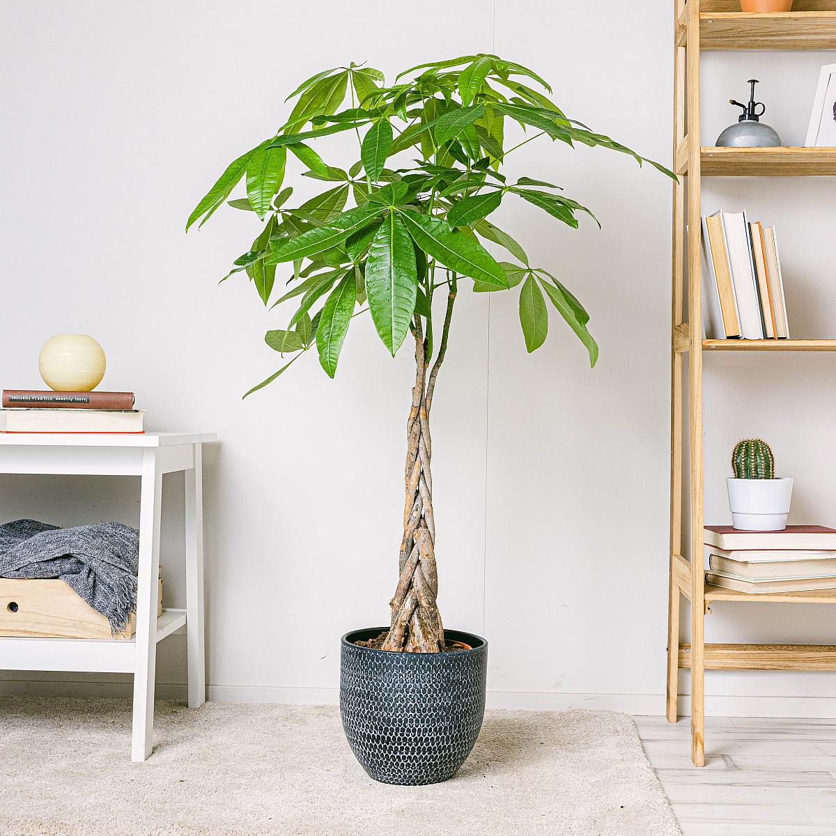 Pianta Pachira acquatica