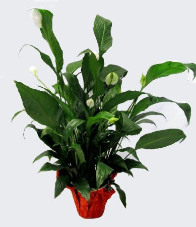 Piante Verdi
