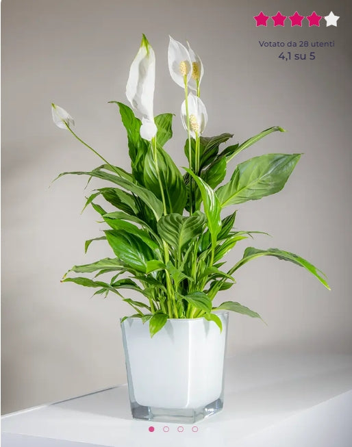 Pianta di Spathiphyllum