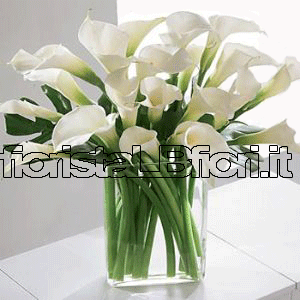 Mazzo di sole Calle Bianche