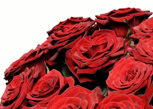 Mazzo di Rose Rosse a gambo lungo a bocciolo grande.