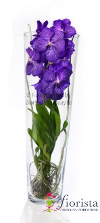 Vanda orchid plant in glass vase