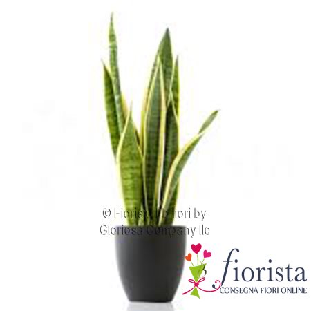 Sansevieria Plant