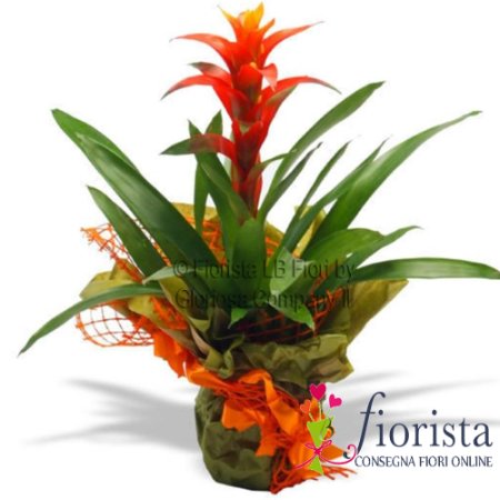 Guzmania plant
