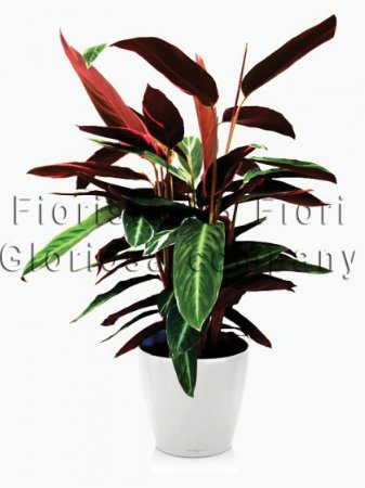 Pianta di maranta calathea