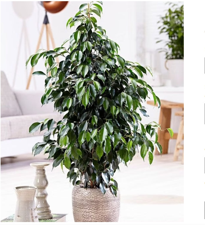 Pianta di ficus benjamin