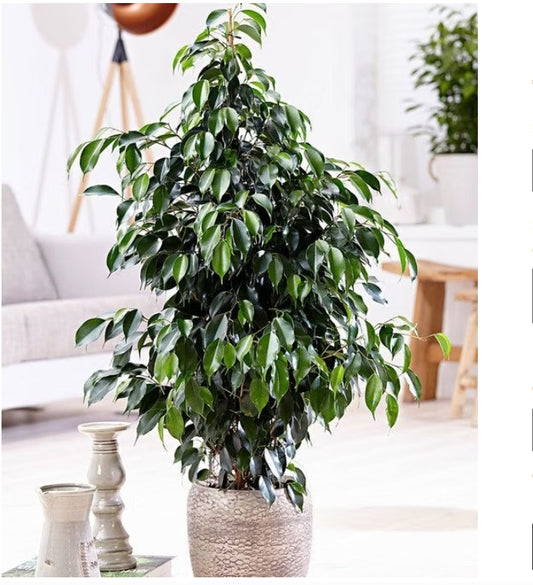 Pianta di ficus benjamin