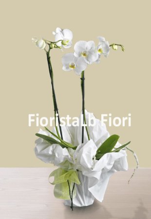 Pianta di Orchidea phalaenopsis. Colori: Bianco, Fuxia/lilla e sfumati.