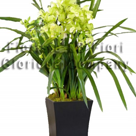 Pianta di orchidea Cymbidium