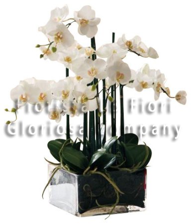 Piante di Orchidea Phalaenopsis + Vaso di vetro o vaso di ceramica
