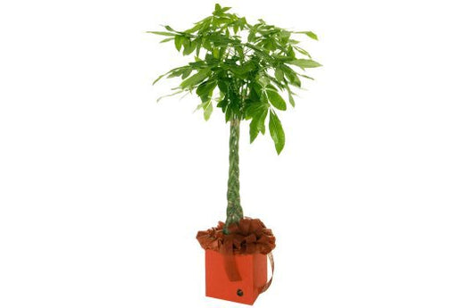 Pianta Pachira acquatica