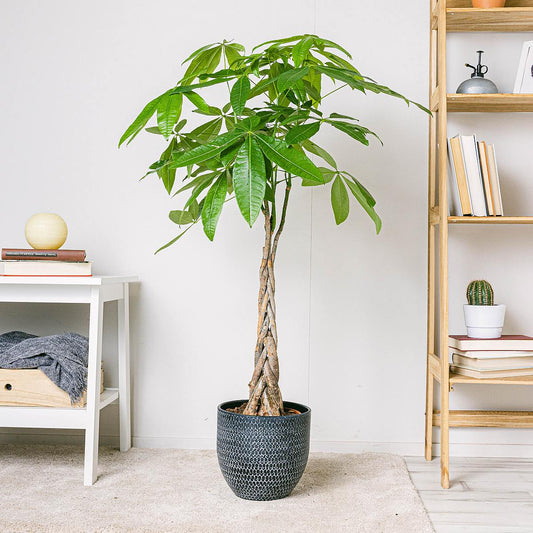 Pianta Pachira acquatica