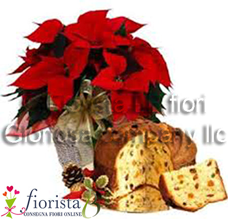 Pianta di stella di Natale con panettone artigianale.