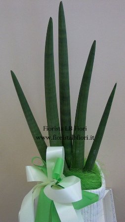 Sanseveria spaghetti plant